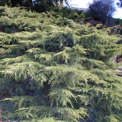 juniperus x media -old gold